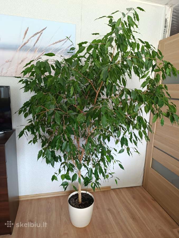 Parduodamas fikusas 170 cm - nuotraukos Nr. 3