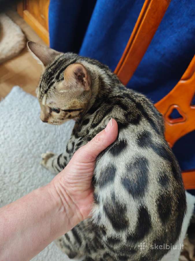 Bengalijos veislės kačiukai sniegininiai ir ne tik - nuotraukos Nr. 9
