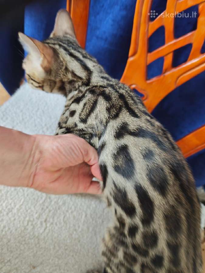 Bengalijos veislės kačiukai sniegininiai ir ne tik - nuotraukos Nr. 7