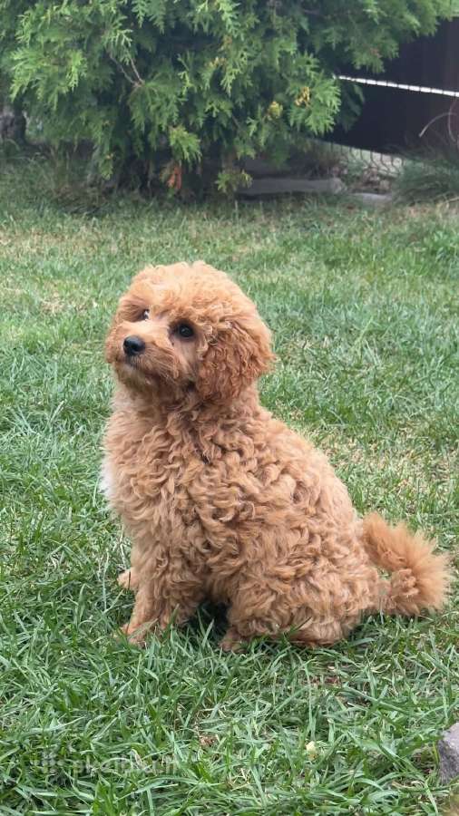 Maltipoo šuniukai - nuotraukos Nr. 11