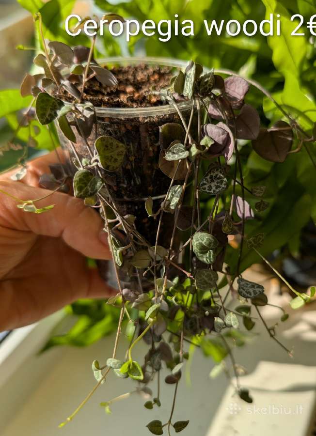 Sukulentai ceropegia, gasteria, haworthia ir kiti - nuotraukos Nr. 6