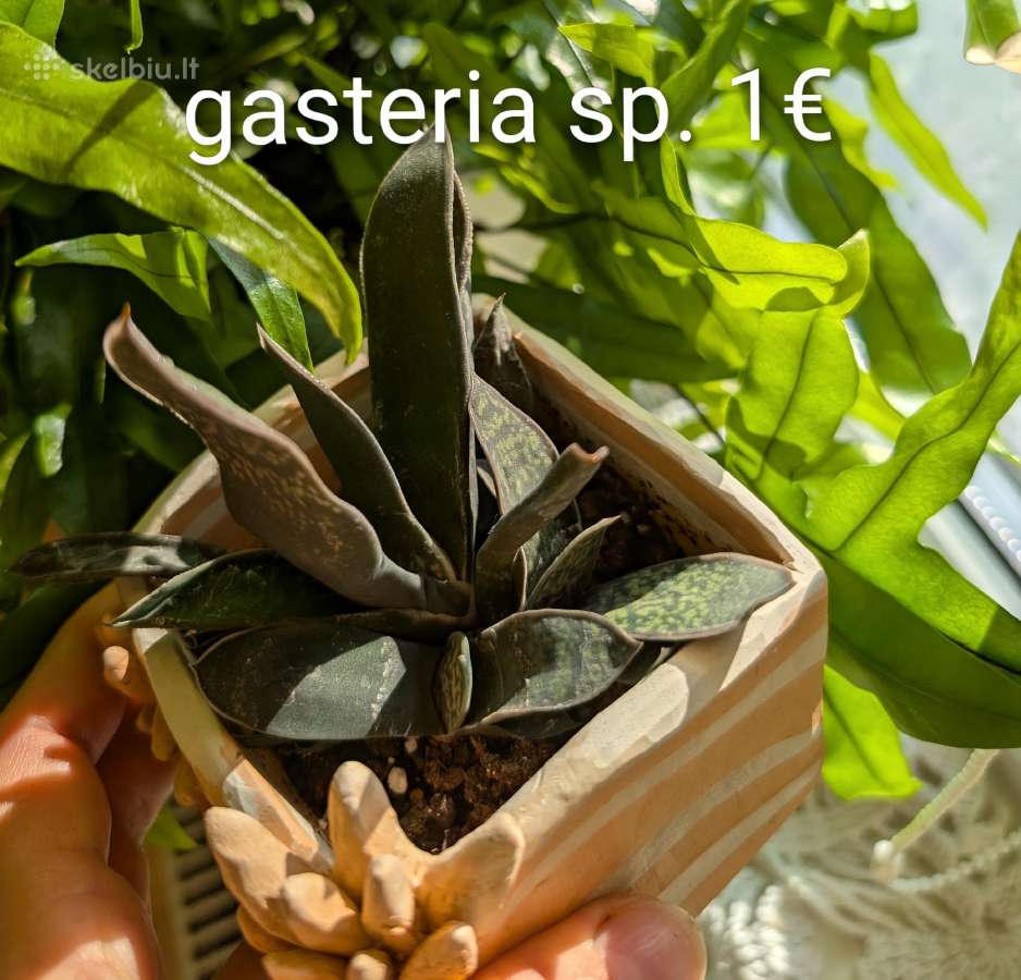 Sukulentai ceropegia, gasteria, haworthia ir kiti - nuotraukos Nr. 7