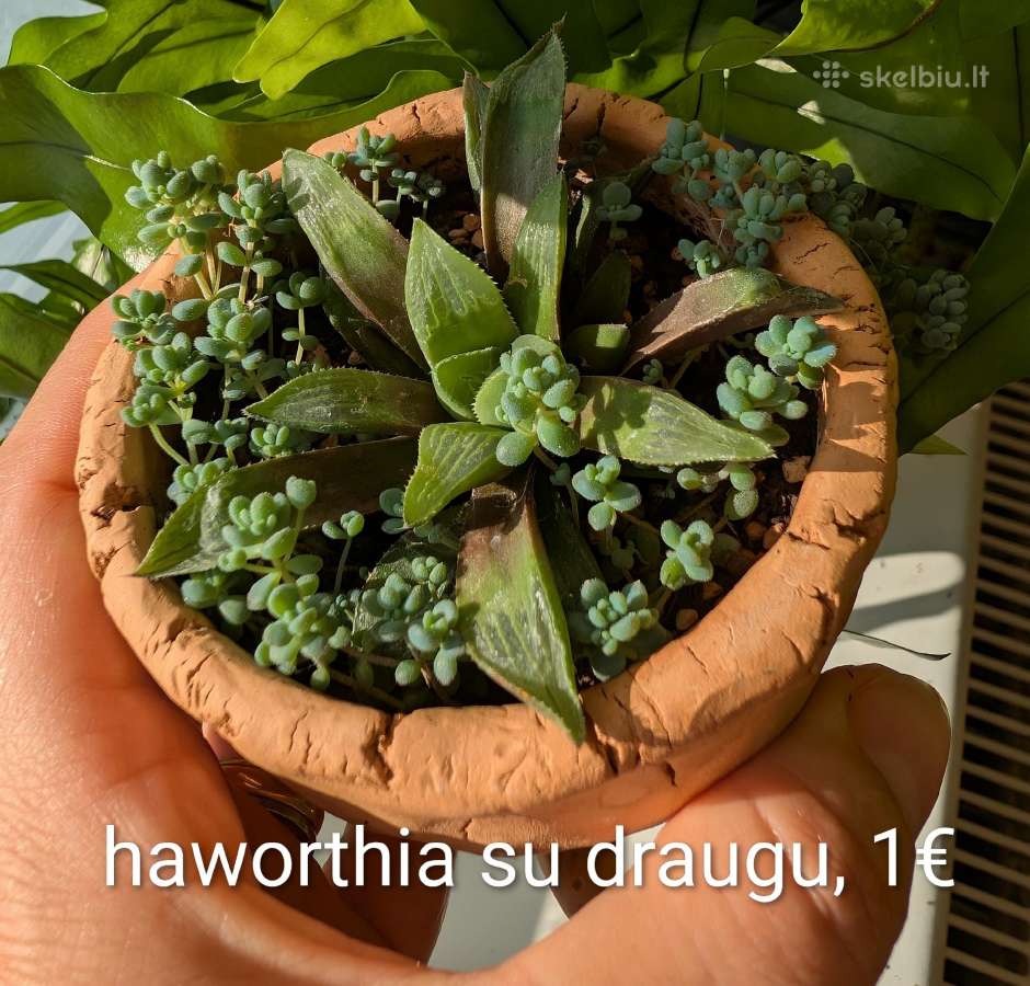 Sukulentai ceropegia, gasteria, haworthia ir kiti - nuotraukos Nr. 8