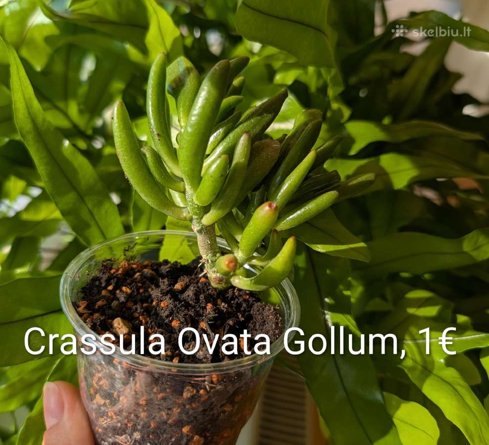 Sukulentai ceropegia, gasteria, haworthia ir kiti - nuotraukos Nr. 9
