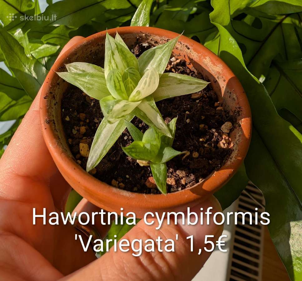 Sukulentai ceropegia, gasteria, haworthia ir kiti - nuotraukos Nr. 11