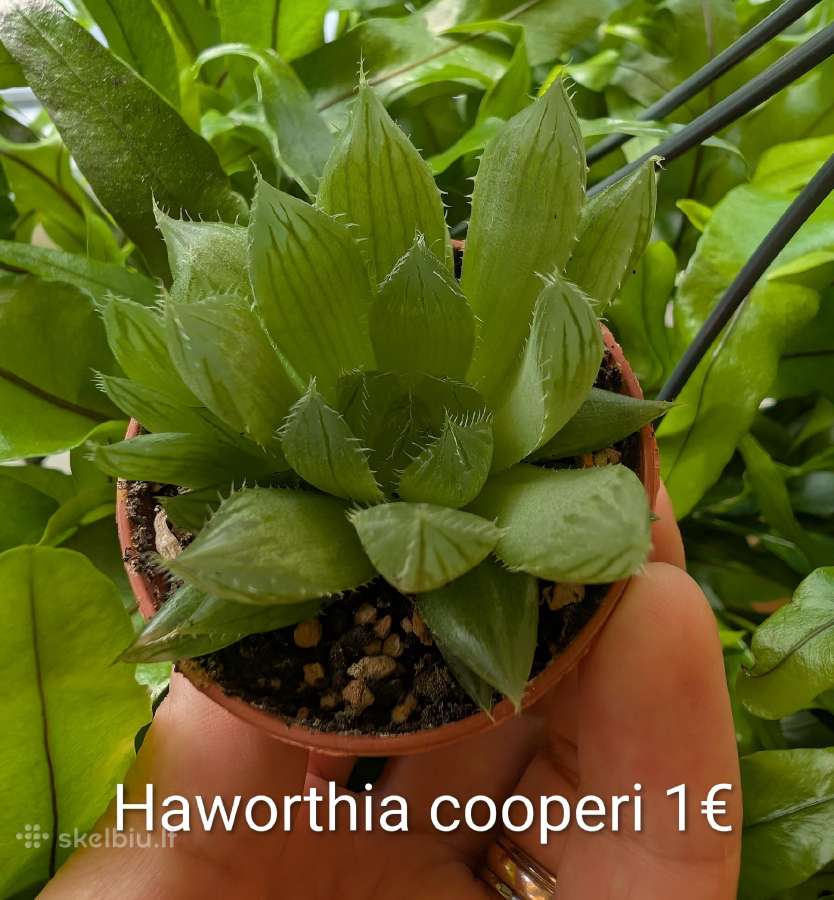 Sukulentai ceropegia, gasteria, haworthia ir kiti - nuotraukos Nr. 12