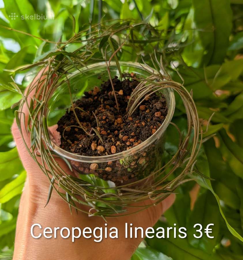 Sukulentai ceropegia, gasteria, haworthia ir kiti - nuotraukos Nr. 13