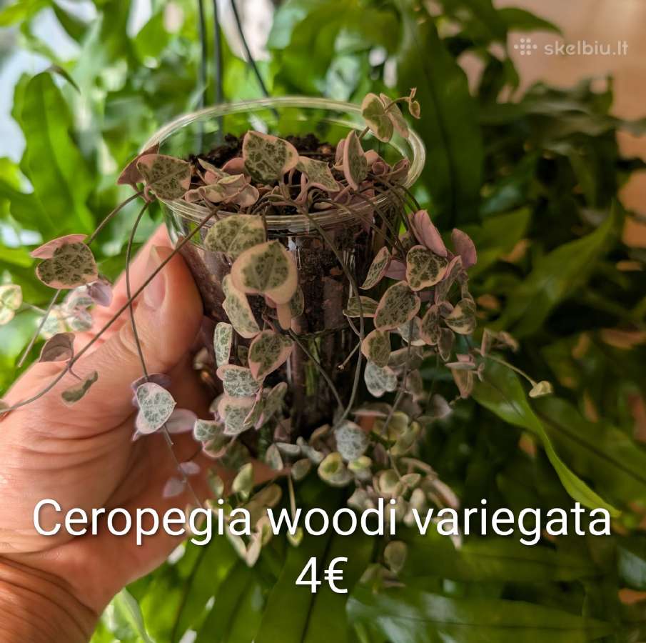 Sukulentai ceropegia, gasteria, haworthia ir kiti - nuotraukos Nr. 3