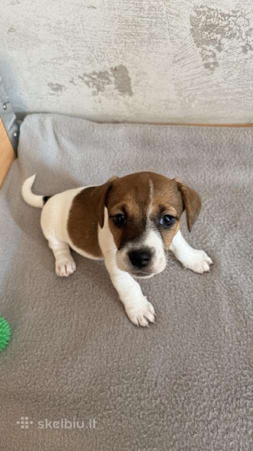 Jack Russell terjero dvi kalytės - nuotraukos Nr. 4