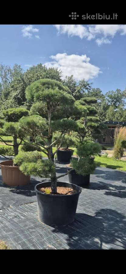 Bonsai.niwaki Juodoji pušis formuota lauko bonzai. - nuotraukos Nr. 2