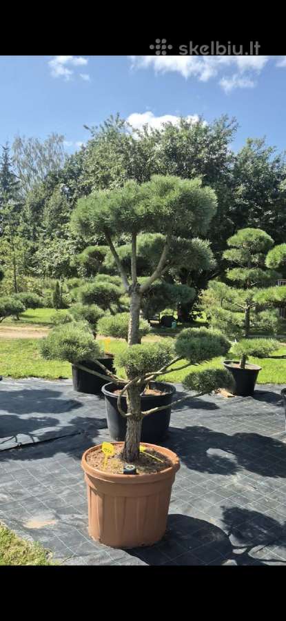 Bonsai.niwaki Juodoji pušis formuota lauko bonzai. - nuotraukos Nr. 3