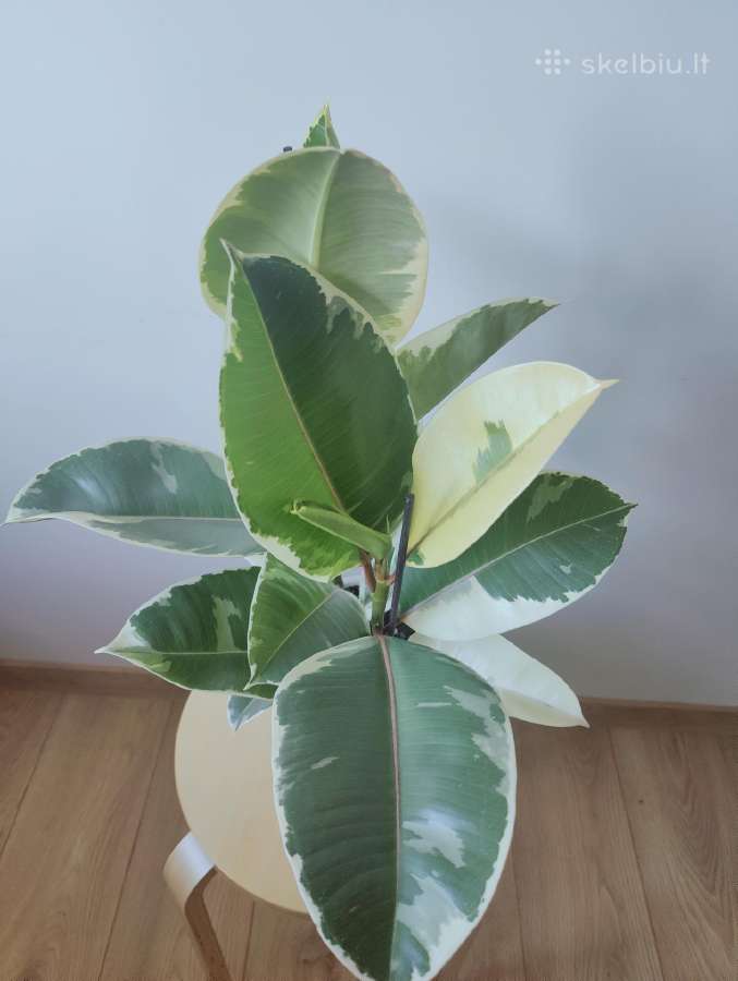 Ficus Elastica Tineke - nuotraukos Nr. 2