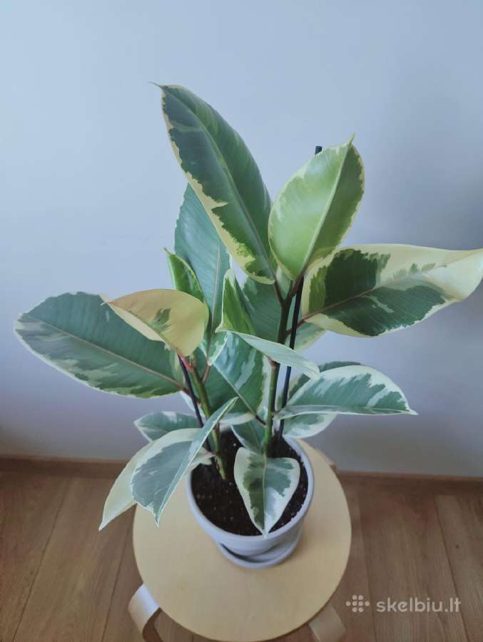 Ficus Elastica Tineke - nuotraukos Nr. 3