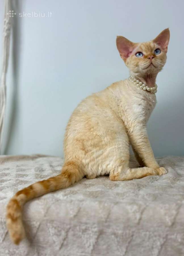 Devon Rex veislės katukas - nuotraukos Nr. 2