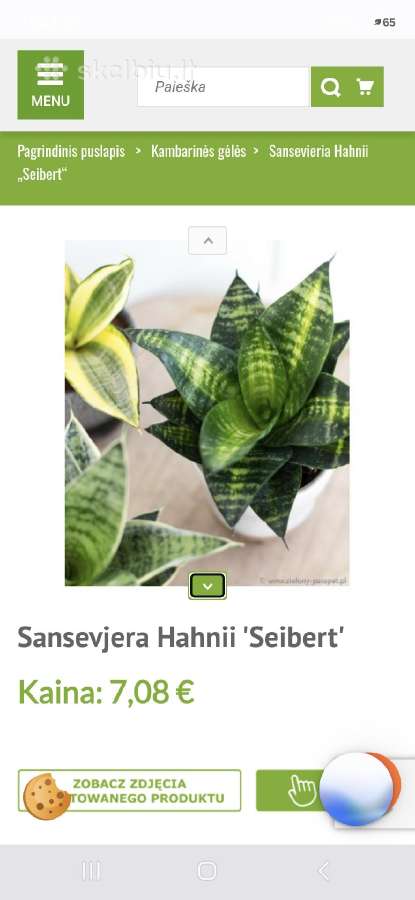 Sansevjera Hahnii "Seibert" - nuotraukos Nr. 6