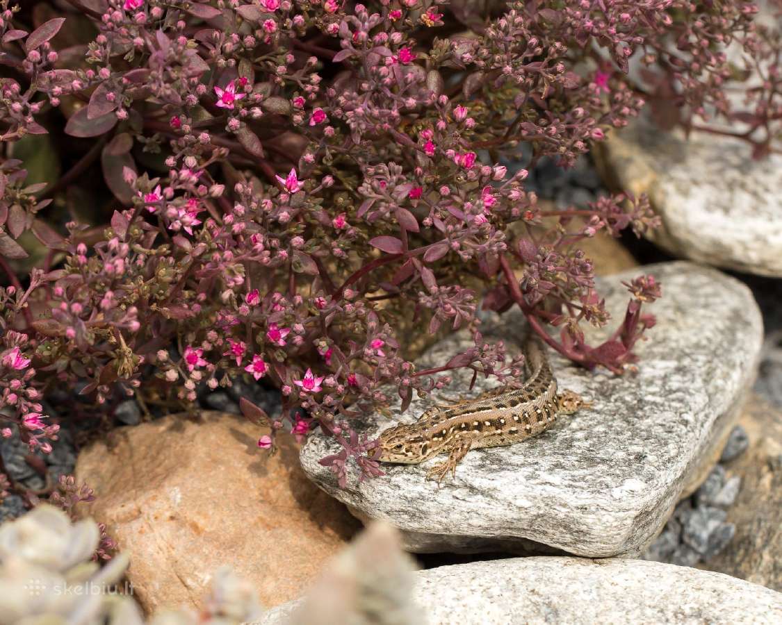 Parduodu „Canon Ef“, „sigma“ „tamron“ objektyvus - nuotraukos Nr. 13