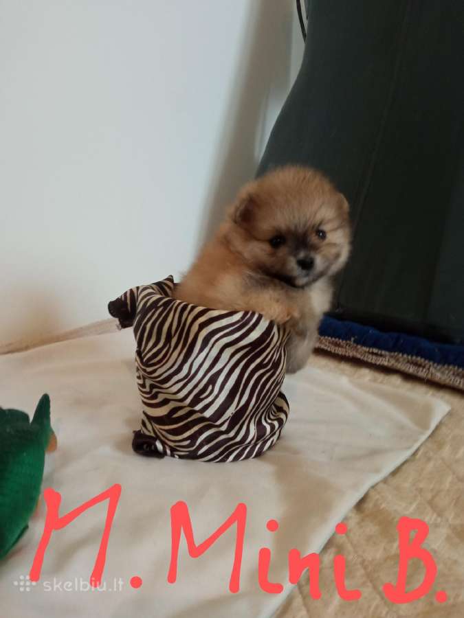 Pomeranijos nykštukinių špicai - nuotraukos Nr. 19