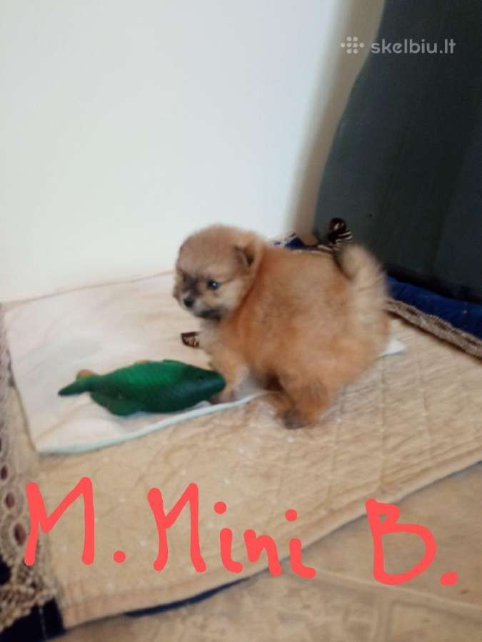 Pomeranijos nykštukinių špicai - nuotraukos Nr. 20