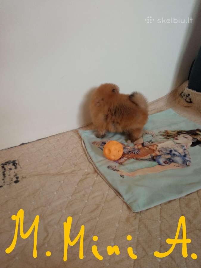 Pomeranijos nykštukinių špicai - nuotraukos Nr. 9