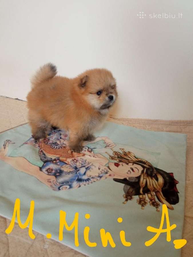 Pomeranijos nykštukinių špicai - nuotraukos Nr. 7