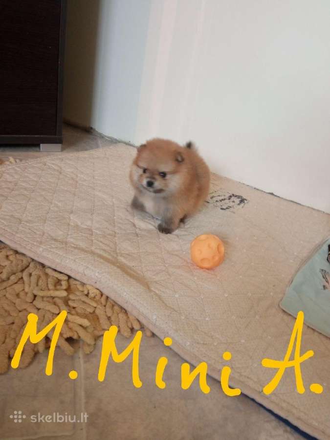 Pomeranijos nykštukinių špicai - nuotraukos Nr. 3