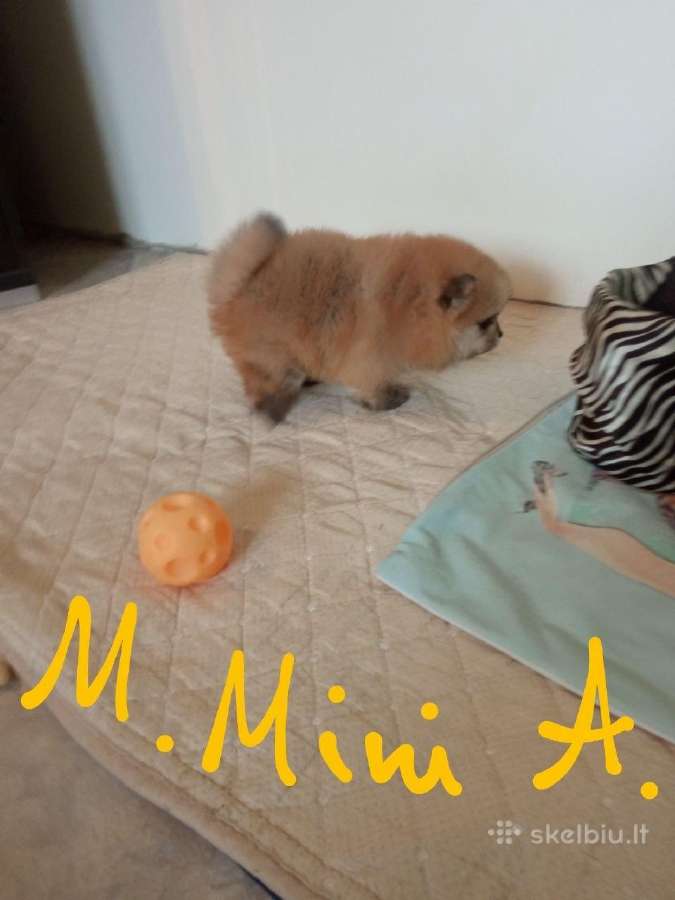 Pomeranijos nykštukinių špicai - nuotraukos Nr. 4