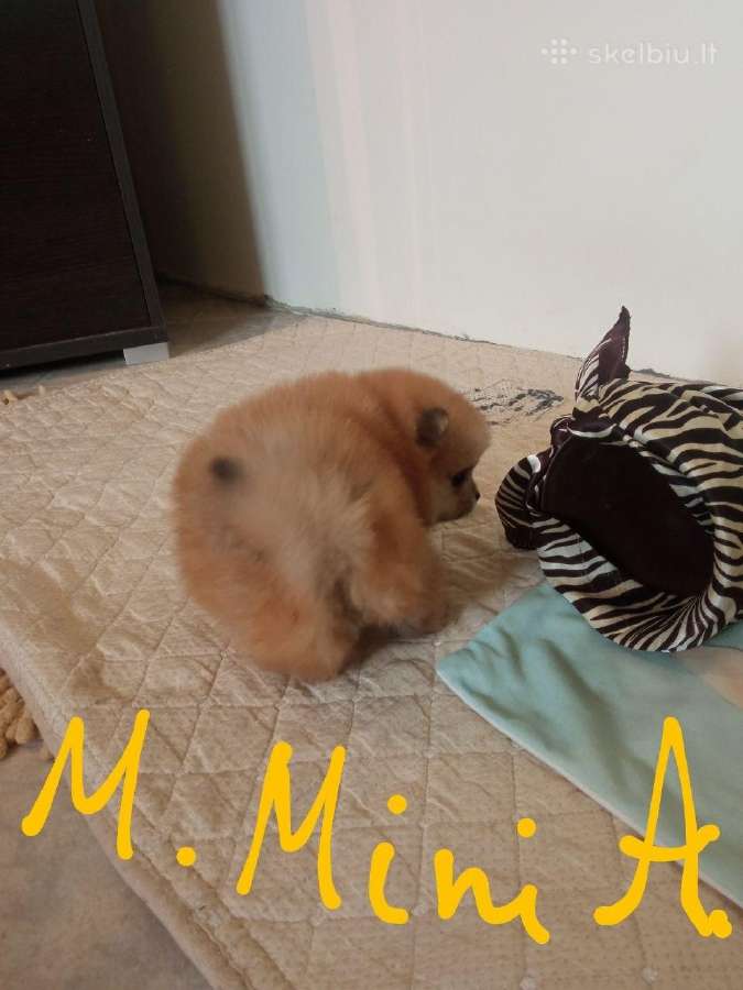 Pomeranijos nykštukinių špicai - nuotraukos Nr. 9