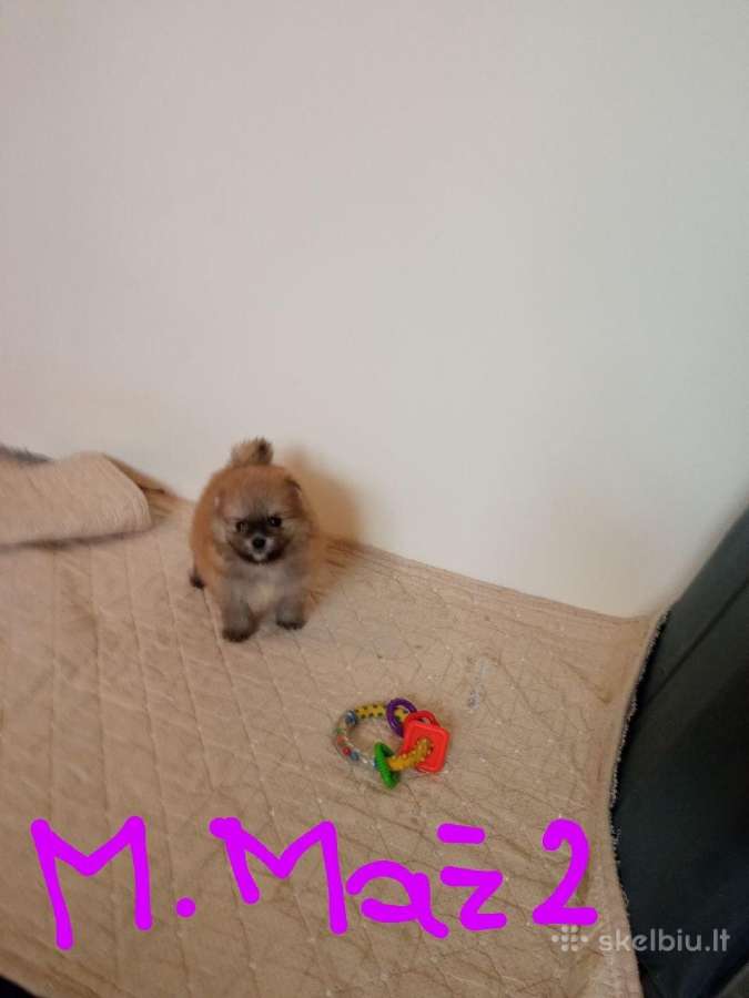 Pomeranijos nykštukinių špicai - nuotraukos Nr. 21