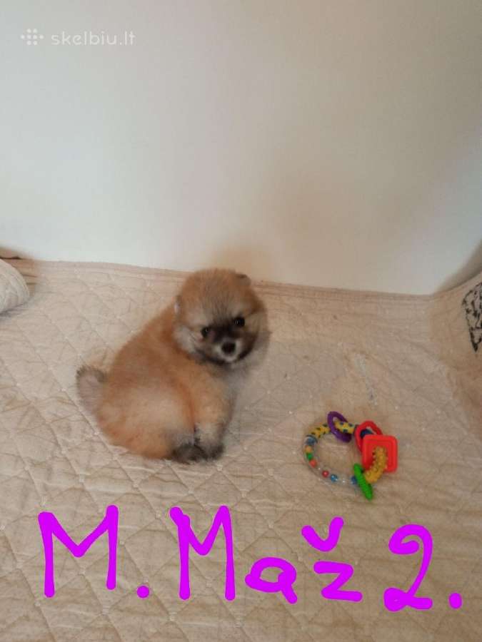 Pomeranijos nykštukinių špicai - nuotraukos Nr. 22