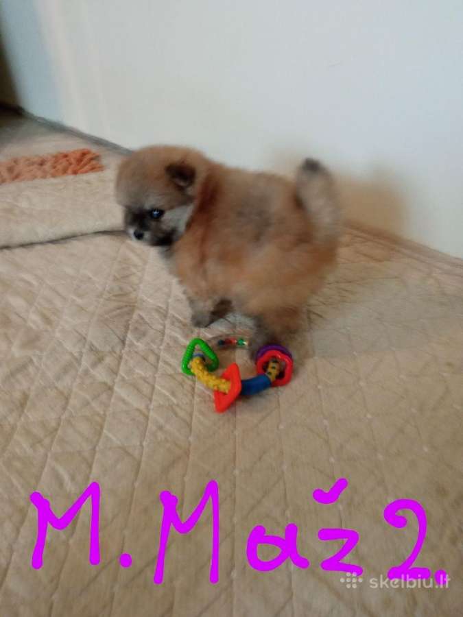 Pomeranijos nykštukinių špicai - nuotraukos Nr. 24