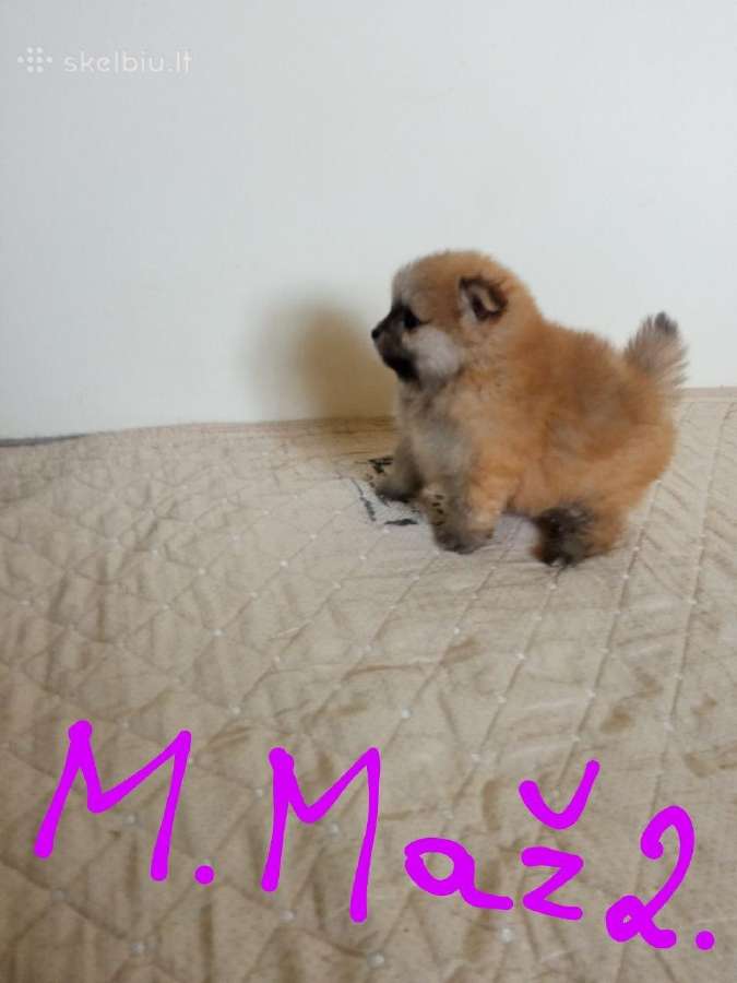 Pomeranijos nykštukinių špicai - nuotraukos Nr. 27