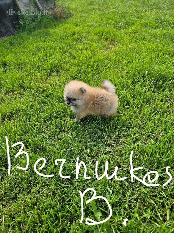 Pomeranijos nykštukinių špicai - nuotraukos Nr. 29