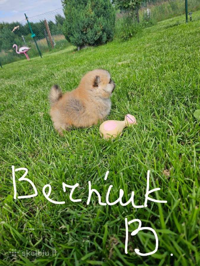 Pomeranijos nykštukinių špicai - nuotraukos Nr. 30