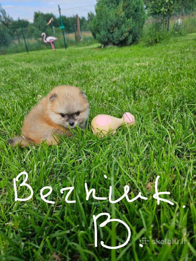 Pomeranijos nykštukinių špicai - nuotraukos Nr. 31