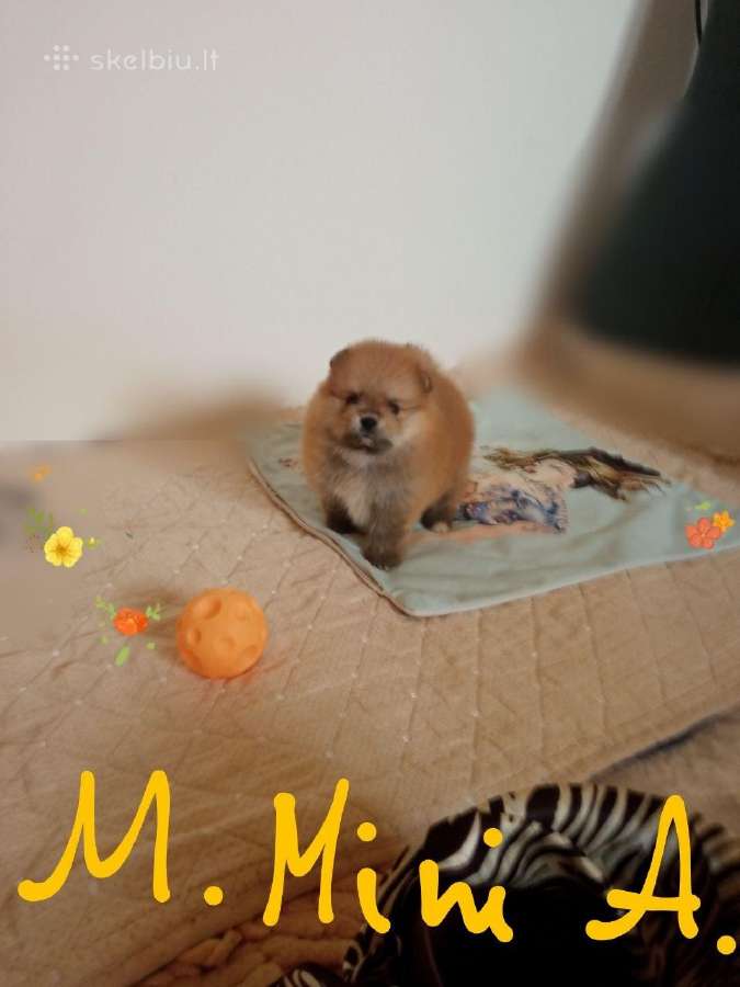 Pomeranijos nykštukinių špicai - nuotraukos Nr. 12
