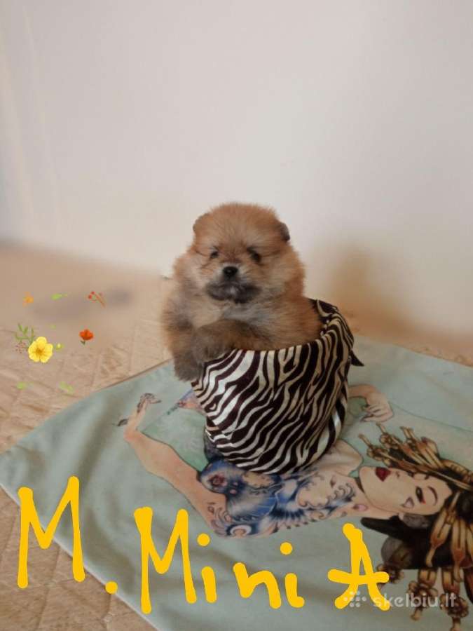 Pomeranijos nykštukinių špicai - nuotraukos Nr. 10