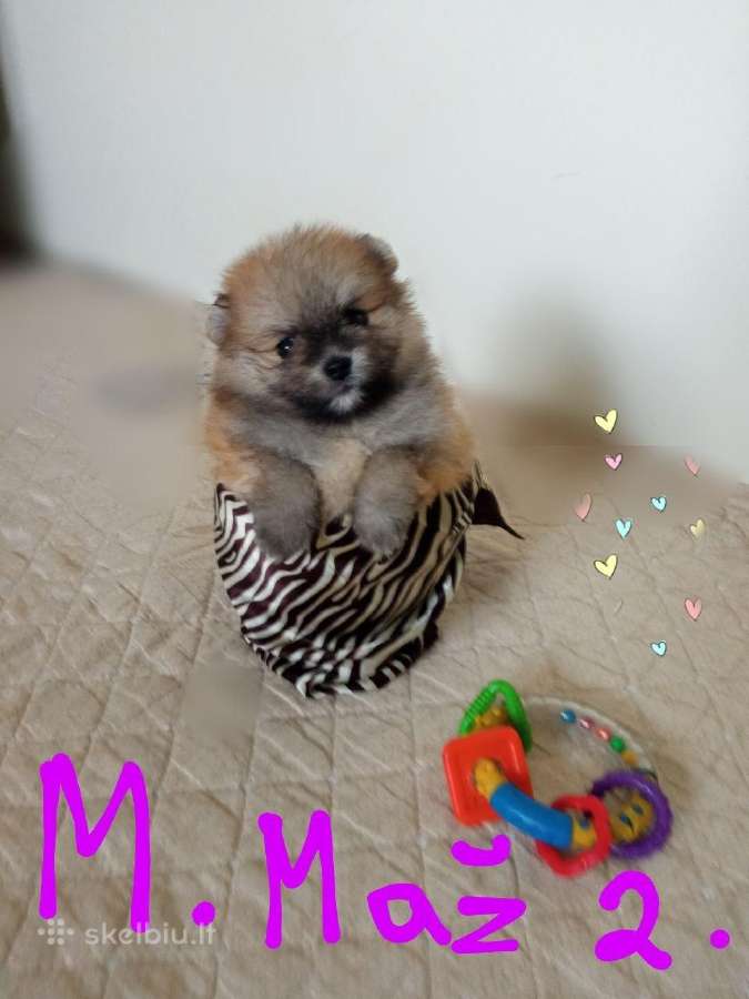 Pomeranijos nykštukinių špicai - nuotraukos Nr. 23