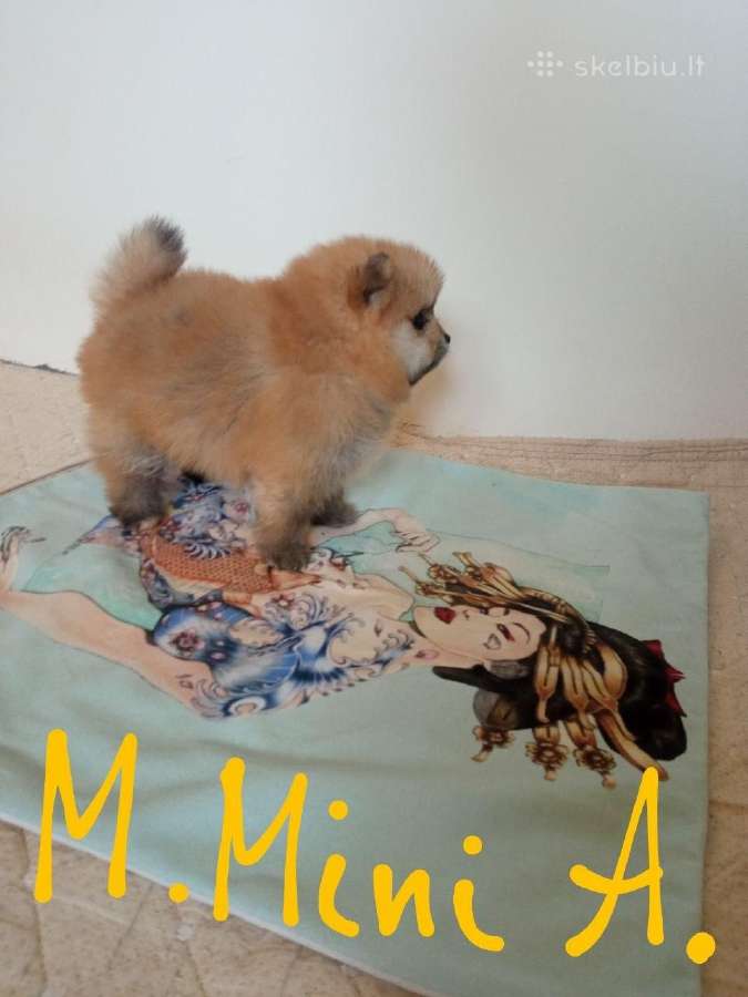 Pomeranijos nykštukinių špicai - nuotraukos Nr. 11