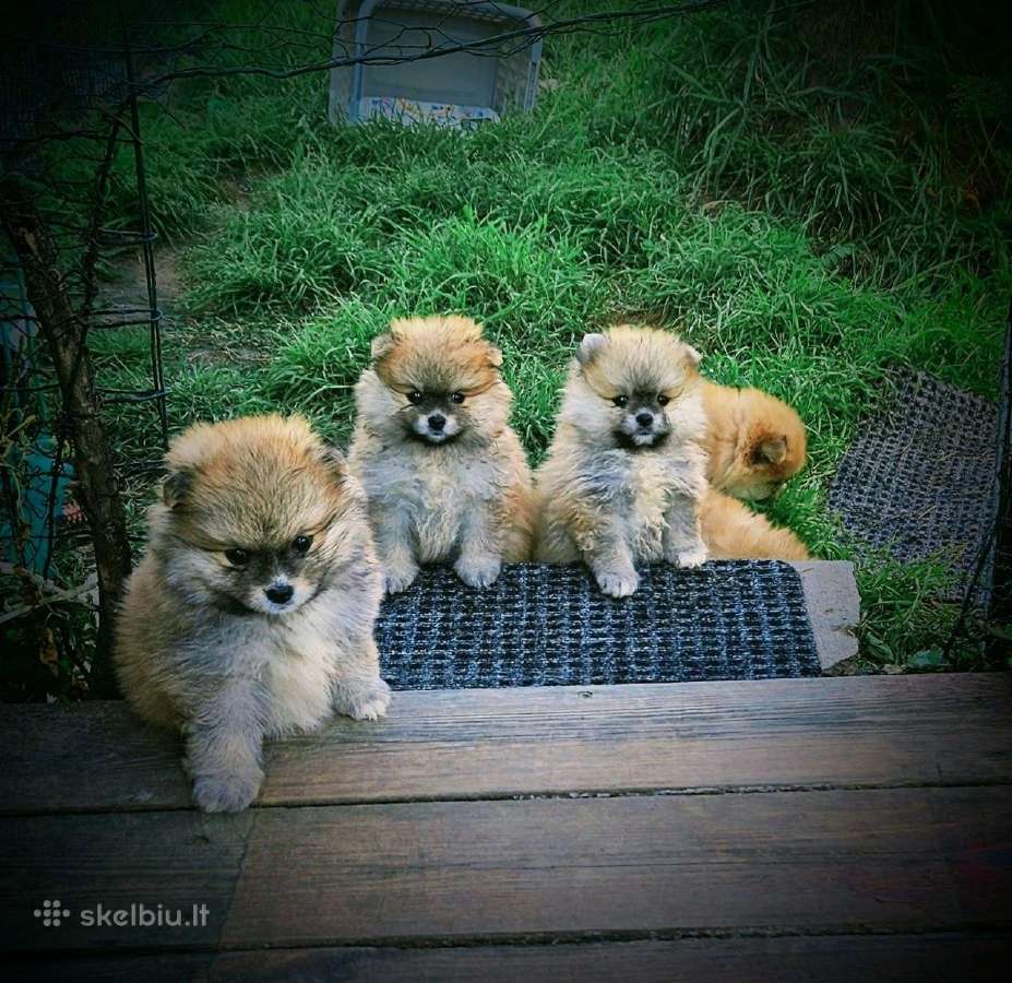 Pomeranijos nykštukinių špicai - nuotraukos Nr. 35