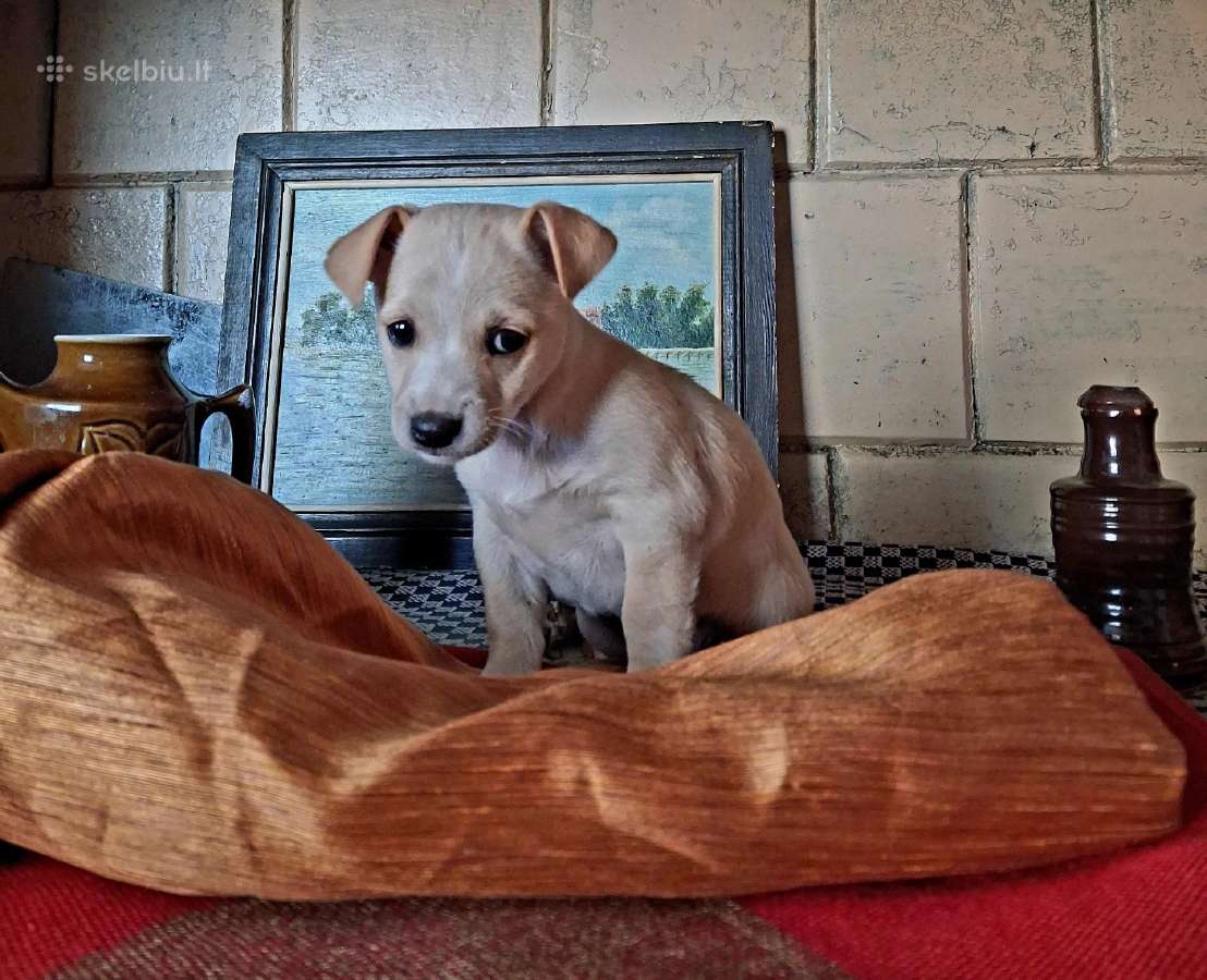 Mažytė 2mėn. Chichuahua ir Jack russel mišrunytė - nuotraukos Nr. 2