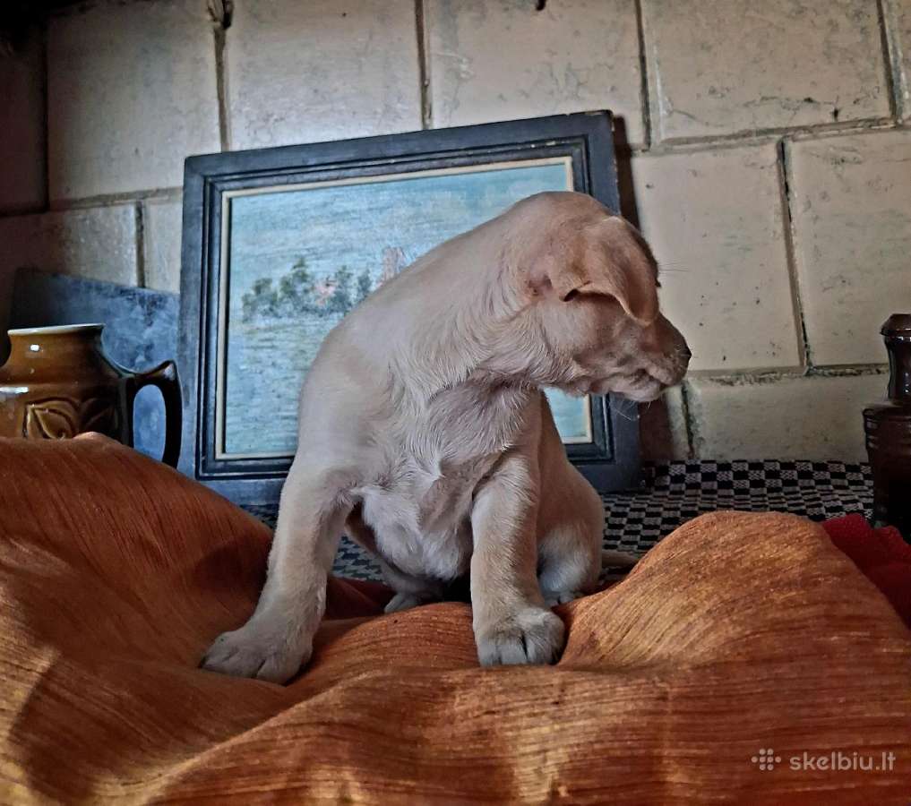 Mažytė 2mėn. Chichuahua ir Jack russel mišrunytė - nuotraukos Nr. 3