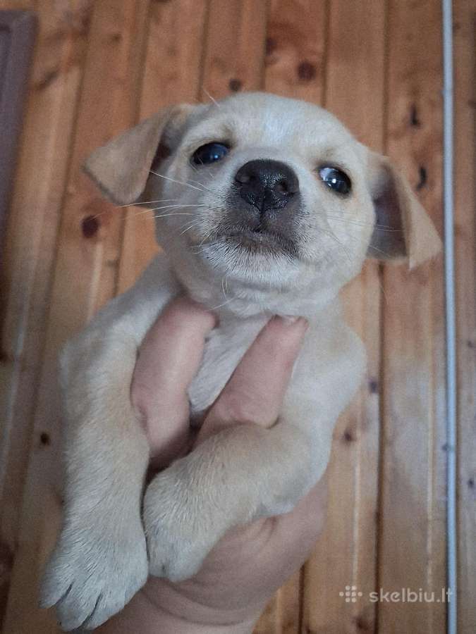 Mažytė 2mėn. Chichuahua ir Jack russel mišrunytė - nuotraukos Nr. 4