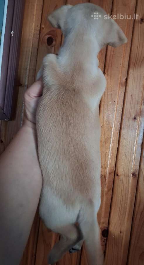 Mažytė 2mėn. Chichuahua ir Jack russel mišrunytė - nuotraukos Nr. 5