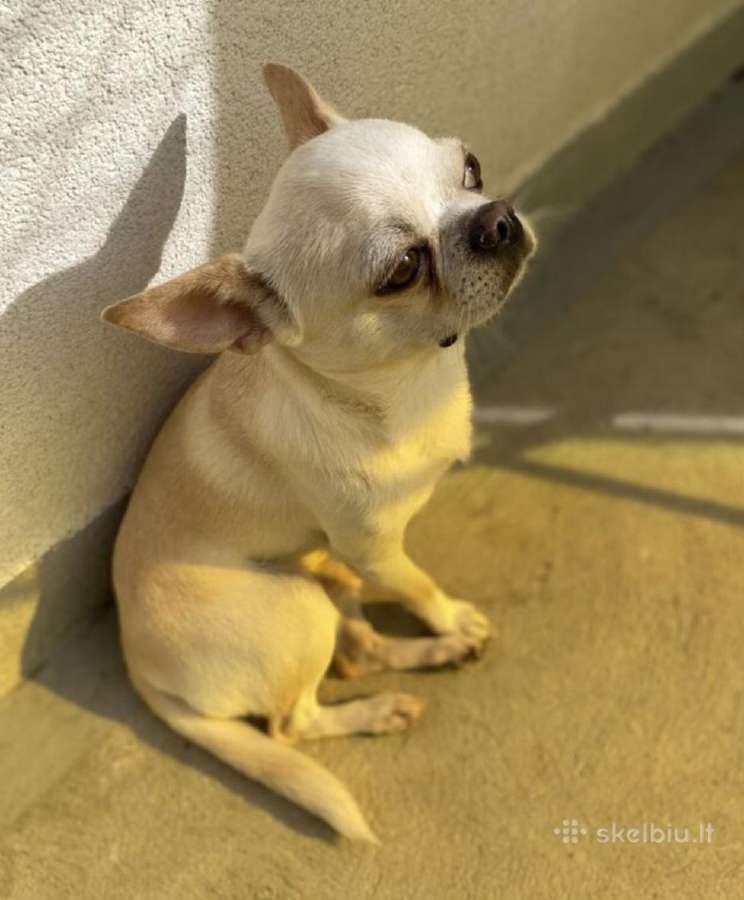 Mažytė 2mėn. Chichuahua ir Jack russel mišrunytė - nuotraukos Nr. 7