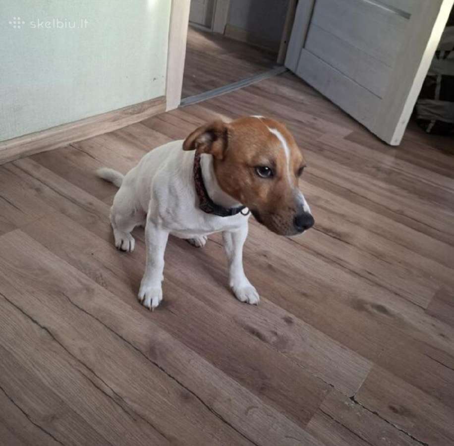 Mažytė 2mėn. Chichuahua ir Jack russel mišrunytė - nuotraukos Nr. 8