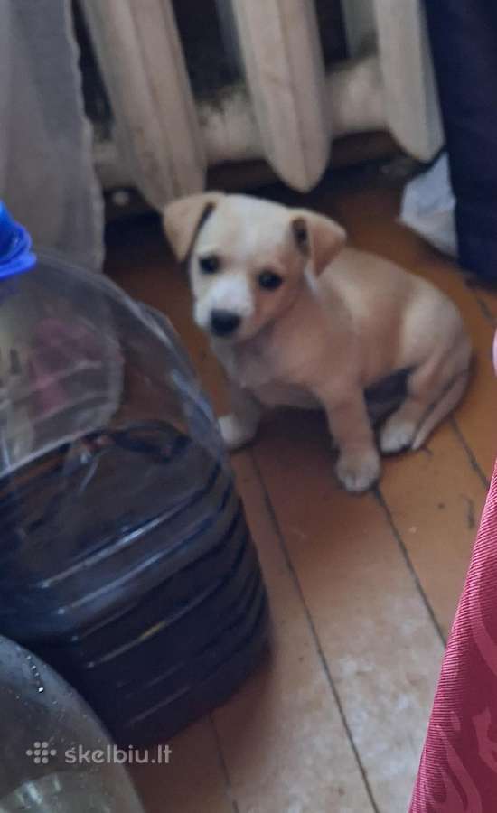 Mažytė 2mėn. Chichuahua ir Jack russel mišrunytė - nuotraukos Nr. 6