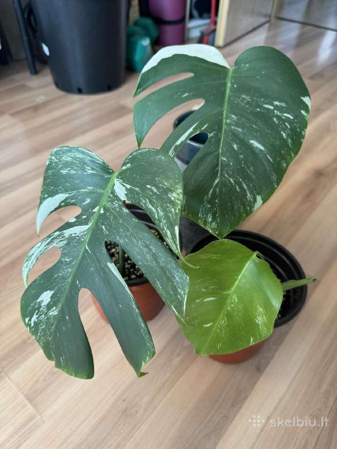 Dovanojama monstera borsigiana albo - nuotraukos Nr. 2