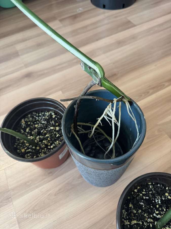 Dovanojama monstera borsigiana albo - nuotraukos Nr. 3