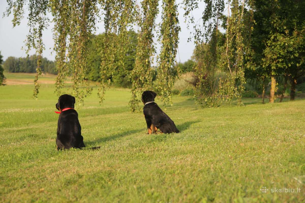 Parduodamas retos veislės Lietuvoje boseronas - nuotraukos Nr. 6
