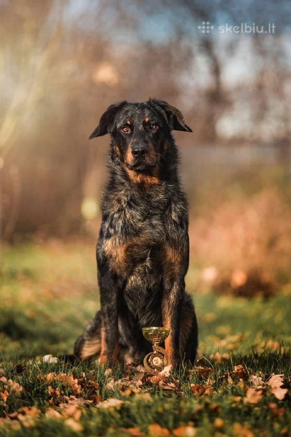 Parduodamas retos veislės Lietuvoje boseronas - nuotraukos Nr. 8